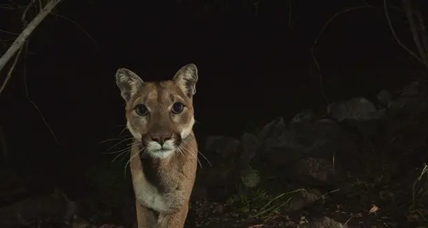 Il puma in California rischia l'estinzione, è allarme rosso