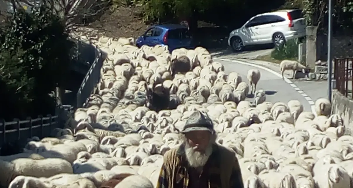 La transumanza delle pecore oggi il gregge come un fiume attraverso San Donà a Cognola