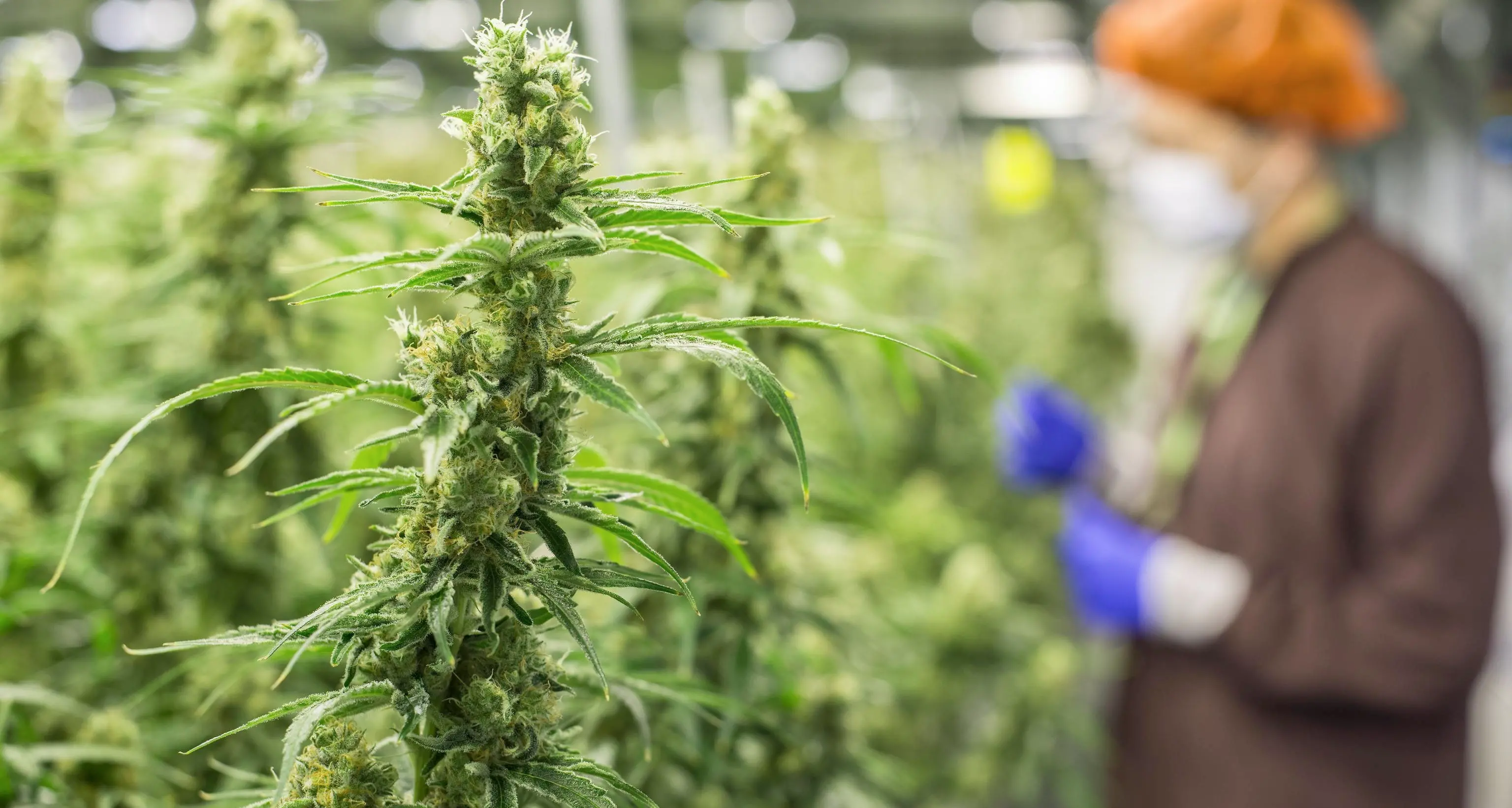 Cannabis sempre più potente, aumenta la pericolosità