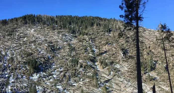 Dai ragazzi dell'Enaip di Tesero un magnifico video sul legno dopo la tempesta Vaia