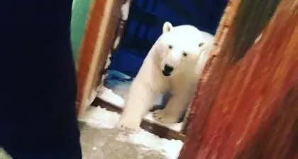 Cittadina russa invasa dagli orsi polari affamati