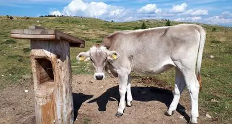 Mucca uccise turista, maxi risarcimento