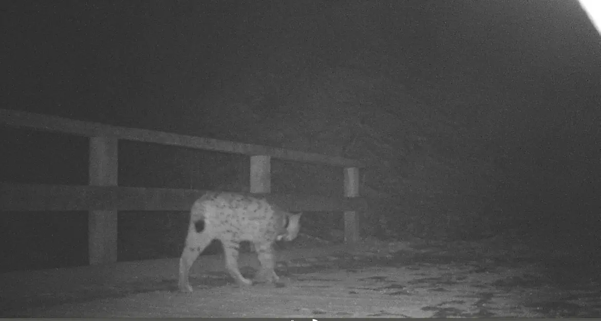 C'è una lince in Val Lorina, ed è l'unica del Trentino