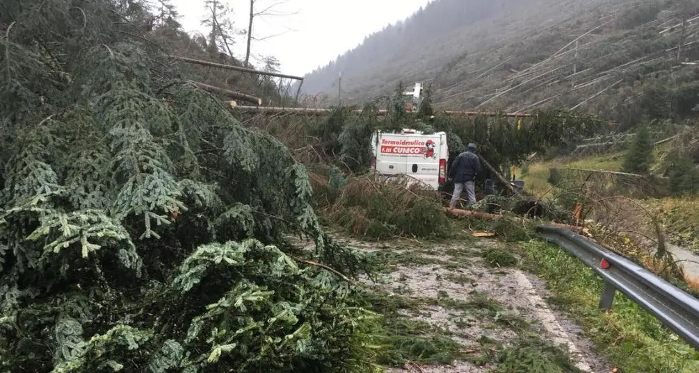 Danni ai boschi, via alle domande per i contributi