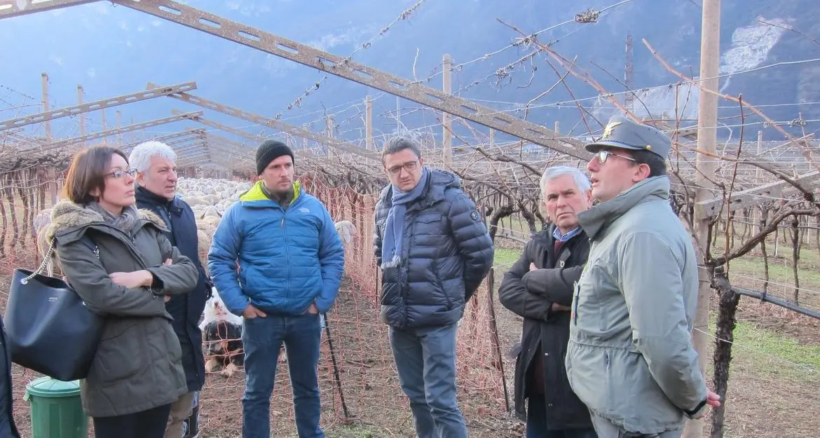 Ala, il lupo in fondovalle: attacco agli agnelli, Fugatti chiede mano libera