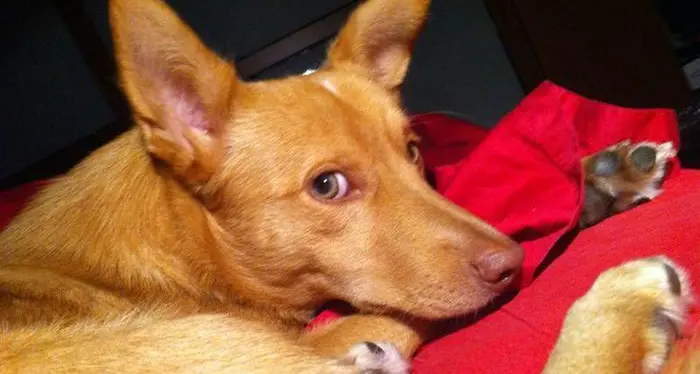 Eurispes: un terzo dei padroni di animali li considera figli