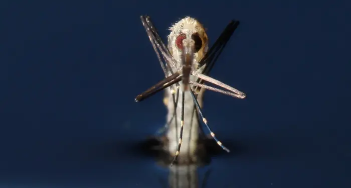 Partiti in Italia i test sulle zanzare Ogm contro la malaria