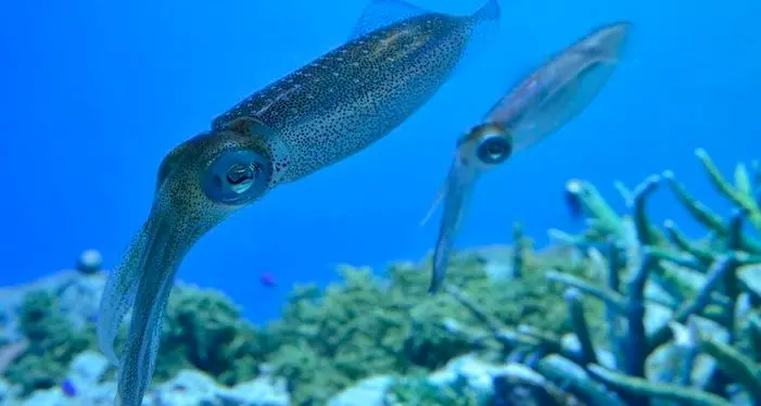 Dai calamari il segreto dei tessuti high-tech che si riparano da soli