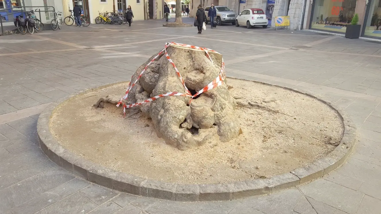 alberi tagliati in piazza Lodron