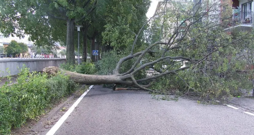 La giunta chiede al Servizio Strade di tagliare tutti gli alberi in Trentino a meno di 6 metri da una strada