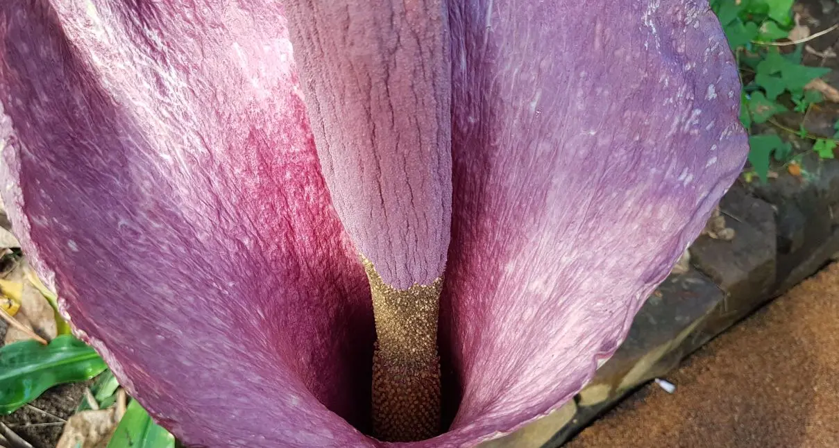 Nella serra del Muse fiorisce il konjac la «Lingua del diavolo» gigantesca e puzzolente