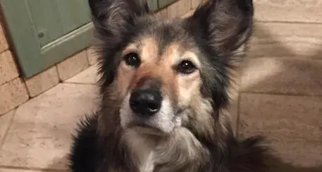 Cane scappa per i botti a Capodanno ma torna due mesi dopo
