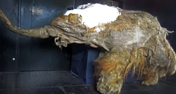 Risvegliate le cellule di un mammut vissuto 28.000 anni fa