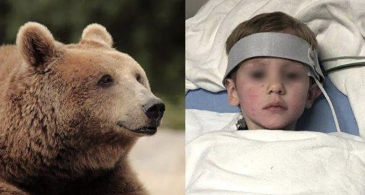 Usa; bimbo si perde nel bosco al gelo: \"Mia ha salvato un orso\"
