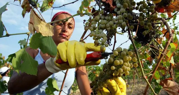 Mostra mondiale dei Sauvignon l'Italia al terzo posto col Friuli protagonista