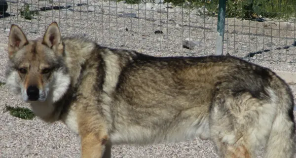 Cani segregati in gabbia Condannato a tre mesi