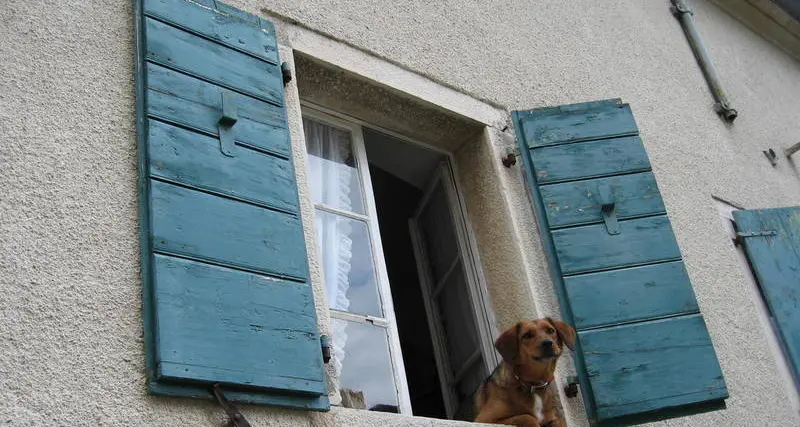 Nuovo canile, trasloco al via Sospese le visite agli animali