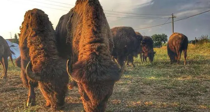 Il bisonte torna in Italia, carne ipocalorica ma gustosa