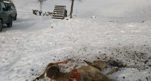 Capriolo si trascina suol ghiaccio Trovato morto sul lago