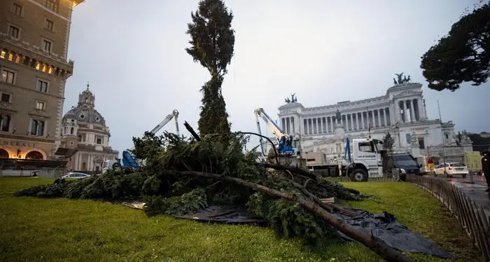 Roma dimentica Spelacchio Adesso è arrivato #spezzacchio