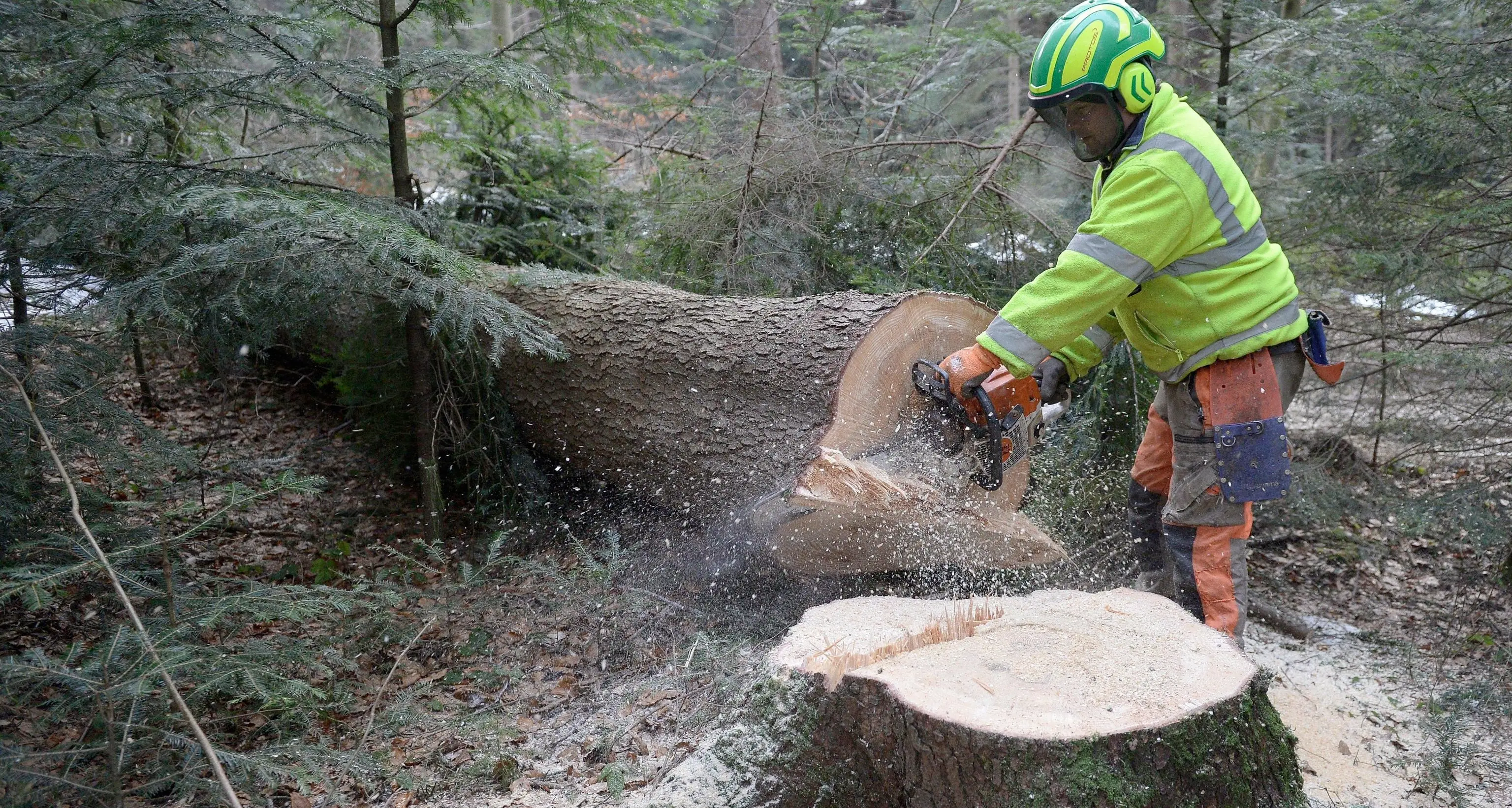 Associazione forestale Monte Roèn troppo estesa e per questo divisa in due