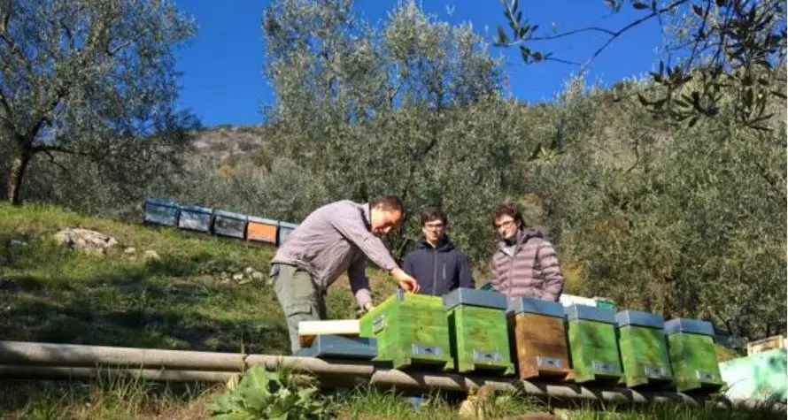 Arco, l'app di due ragazzi per salvare la vita alle api
