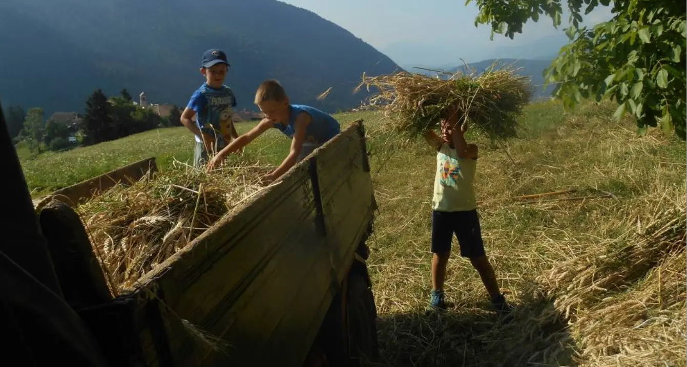 I bravi scolari di Rumo coltivano la terra