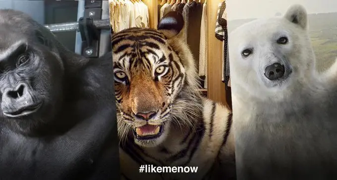 Orso, tigre e gorilla influencer, ecco perché