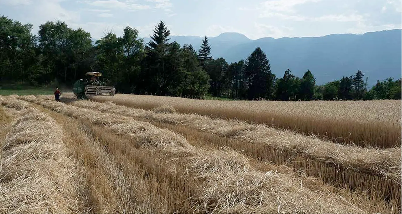 Dalla segheria al pane bio L'idea vincente di Pezzini
