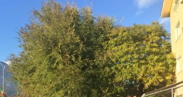 Troppo caldo: in dicembre ci sono le piante in fiore
