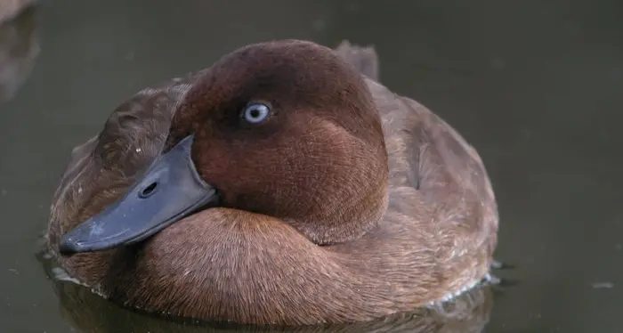 L'uccello più raro del mondo torna libero
