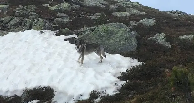 Monclassico, azzannato da un cane Anziano in gravi condizioni al Santa Chiara