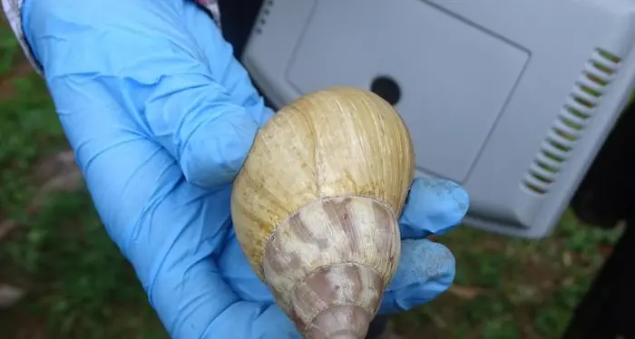 Trovate due chiocciole giganti, specie «infestante» dall’Africa