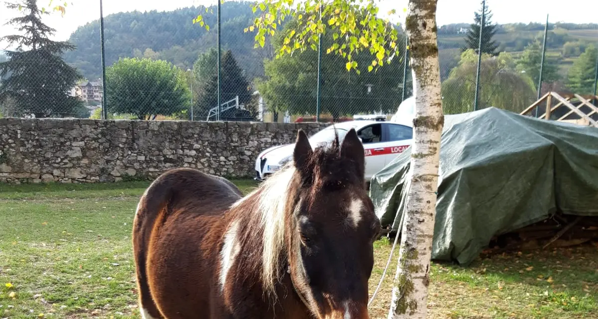 La polizia locale «salva» il pony