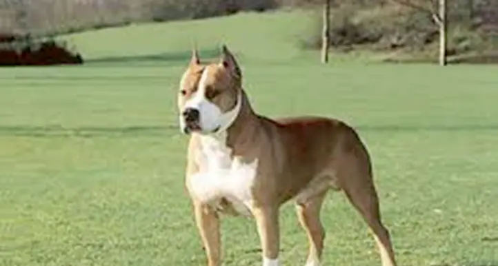 Cane aggressivo a lezione di buone maniere