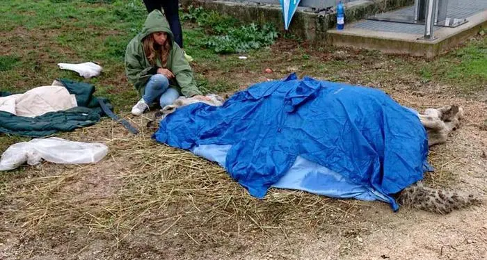 Strage di cavalli nel Ferrarese, in campo la nipote di Berlusconi