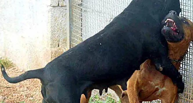 Bari, aggredito dai cani