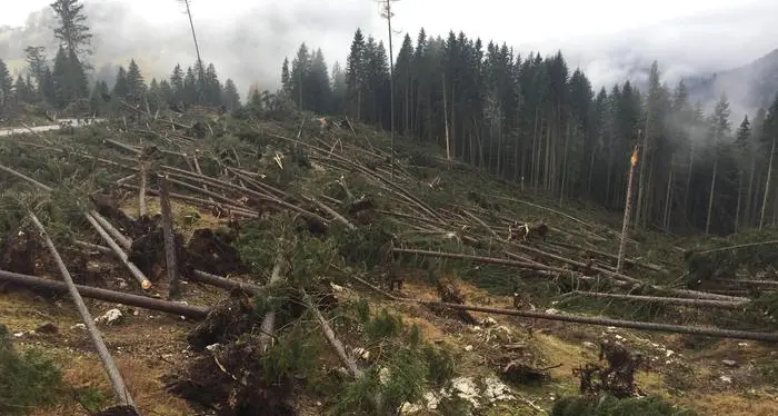 Maltempo: parte la task-force per gli alberi abbattuti