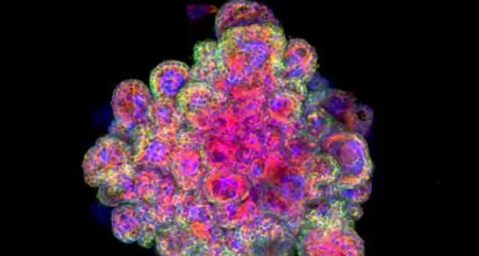 La prima mini-placenta coltivata in laboratorio