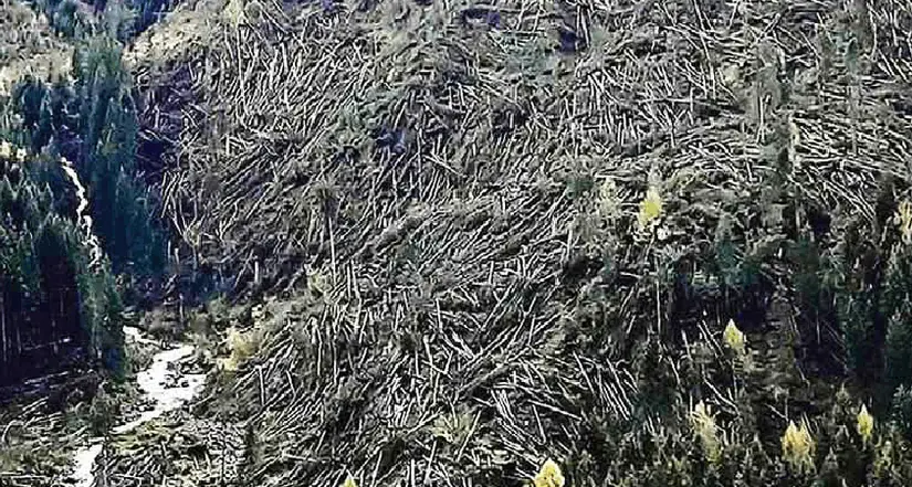 Alberi a terra: distrutto patrimonio di 30 anni Per il ripristino serviranno decenni
