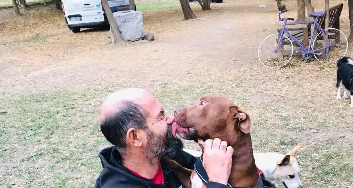 Uccise un chihuahua, il cane rieducato da Arcadia