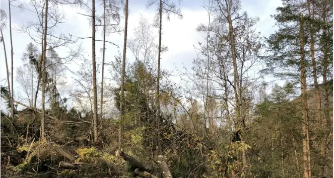 La pinetà di Alberé di Tenna irriconoscibile dopo l'uragano