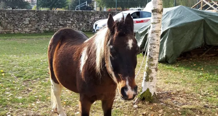 La polizia locale salva il pony a spasso in paese