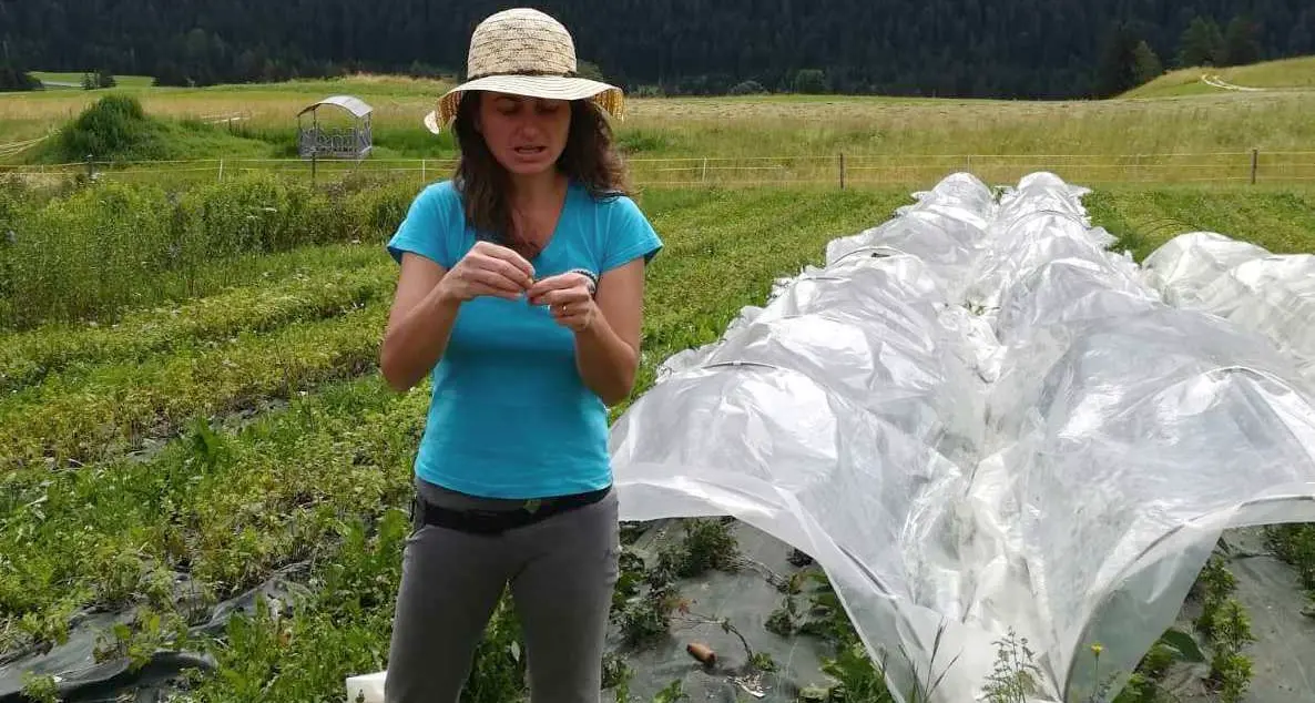 Agricoltura «bio»: la Val di Fassa vince