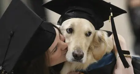Laurea ad honorem ad un golden retriever