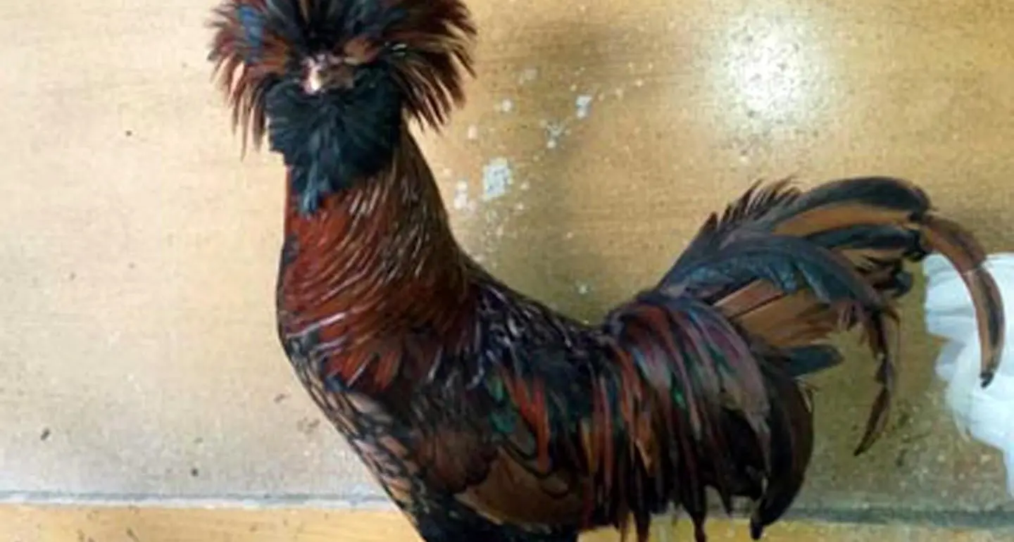 A Trento verrà eletta la «Regina delle galline»