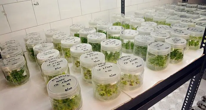 Fiori da cucinare, al sapore di ostrica