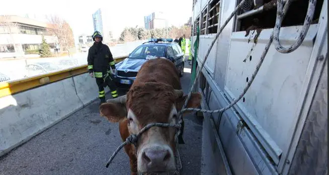 Belluno, toro imbizzarrito uccide veterinario a cornate