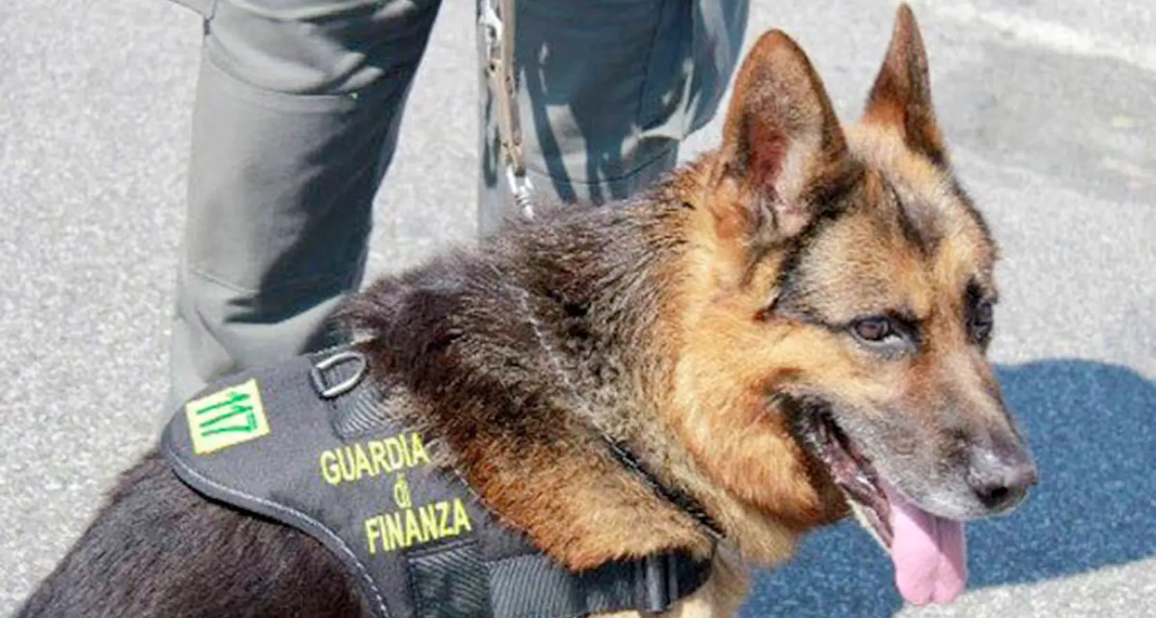 Un nuovo cane antidroga E Nabuco va subito a segno