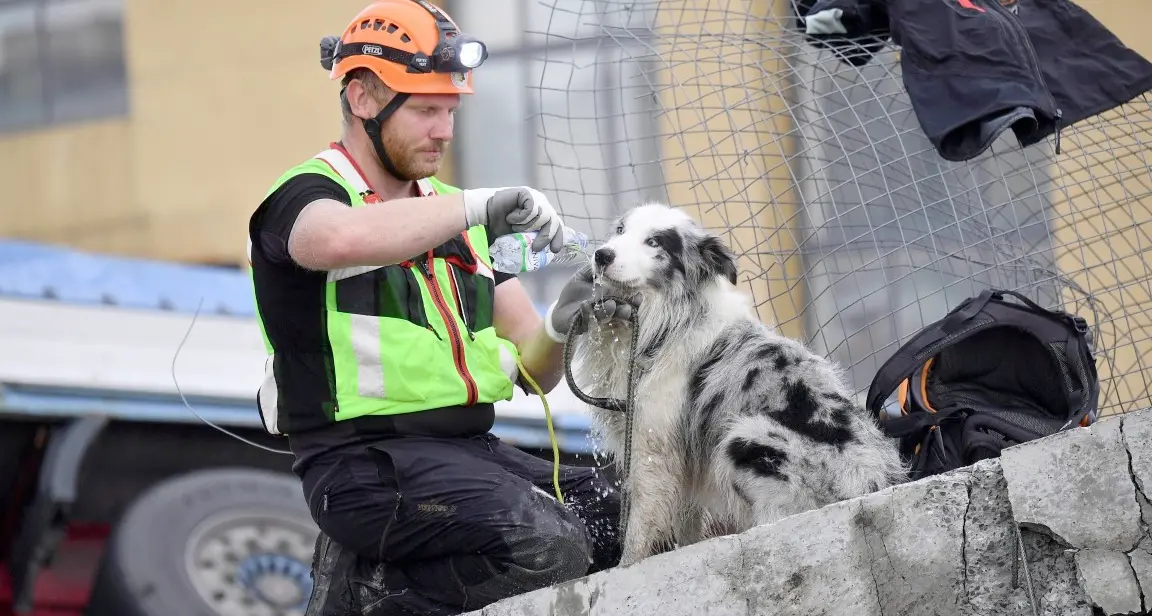 I cani eroi del terremoto tra le macerie di Genova